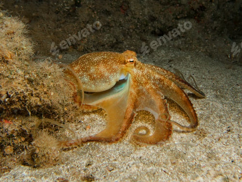 Preview: Juvenile common octopus playing at night