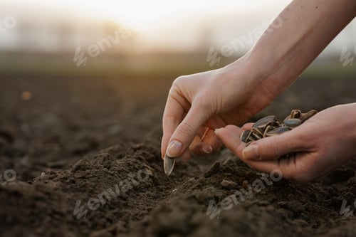 Preview: Hand sowing sunflower seed into prepared soil outdoors during planting season