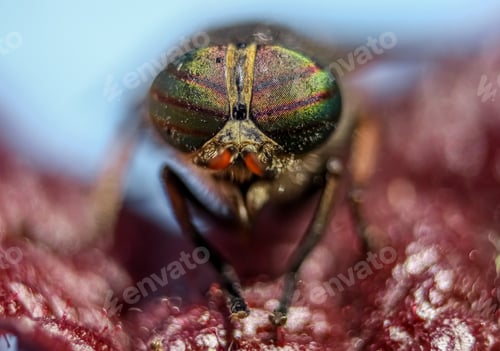 Preview: Fly from close up with beautiful and colorful eyes