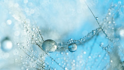 Preview: Beautiful dew drops on dandelion seed macro. Water drops on parachutes dandelion.