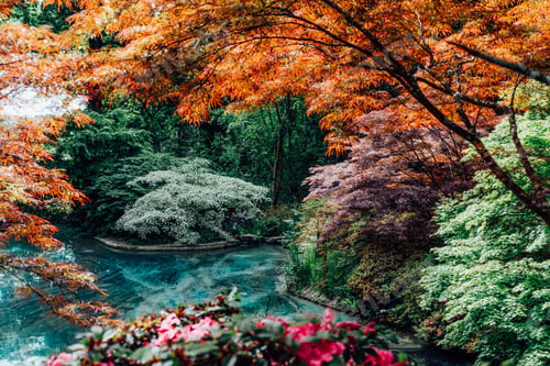 Preview: Beautiful japanese garden with various colorful maple trees and pond. Calming nature landscape view