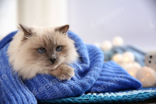 Preview: Cute cat wrapped in knitted sweater lying on floor at home. Warm and cozy winter
