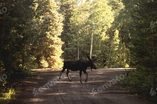 Preview: Beautiful shot of a moose or elk on a road near the woods