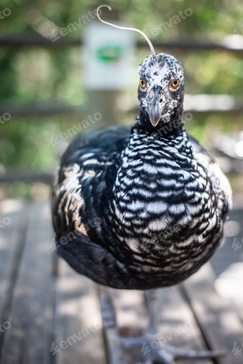 Preview: Vertical portrait of a horned screamer bird isolated on a blurred background