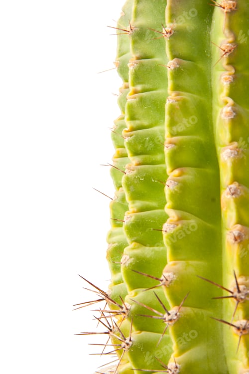 Preview: Green cactus