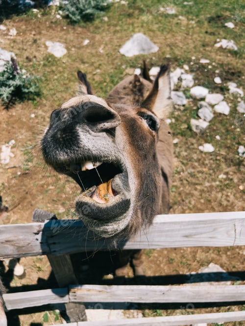 Preview: Donkey raised his head with open mouth while standing near a wooden fence
