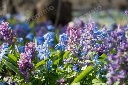 Preview: A spring meadow of flowers