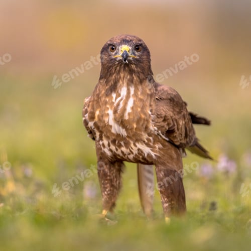 Preview: Buzzard perched in grass