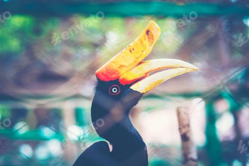 Preview: Rhinoceros Hornbill in cage