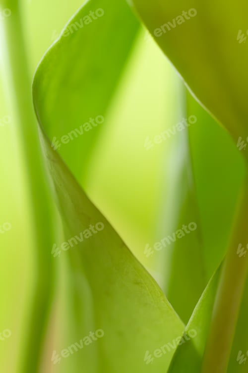 Preview: A close up shot of varying colors of green leaves