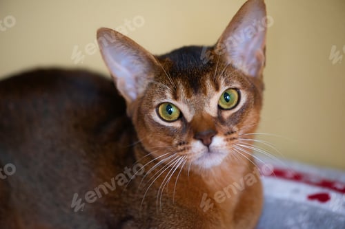 Preview: cat