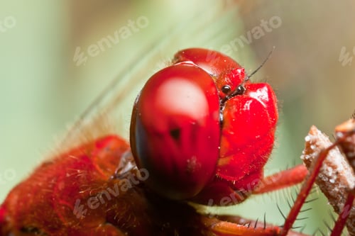 Preview: Dragonfly ( sympetrum sp )