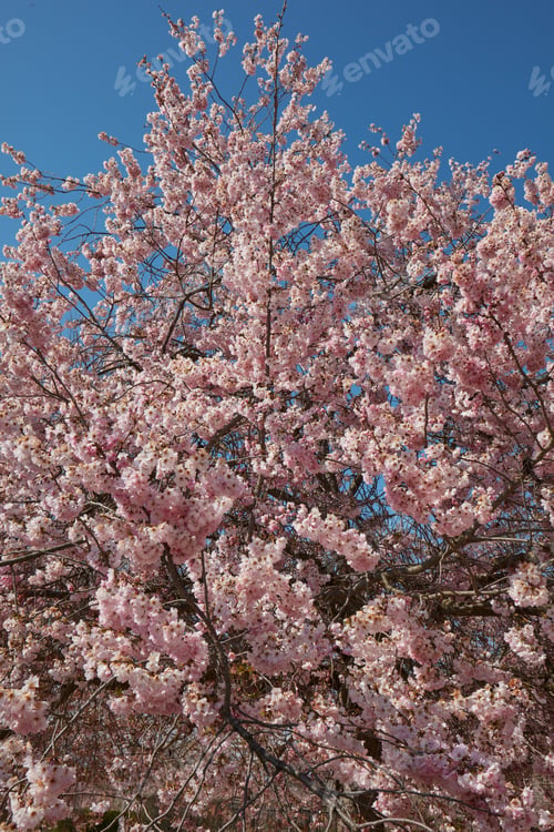 Preview: Cherry tree blossom frond, branches with pink flowers in a sunny spring day, blue sky