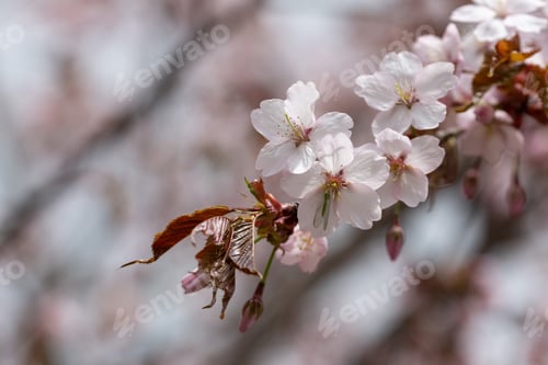 Preview: Cherry blossom