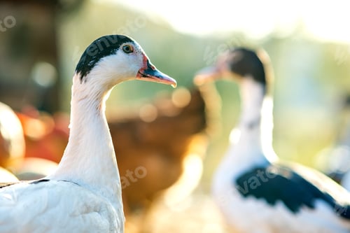 Preview: Detail of a duck head. Ducks feed on traditional rural barnyard.