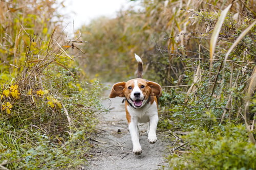 Preview: Happy Beagle Runs Through the Green Grass