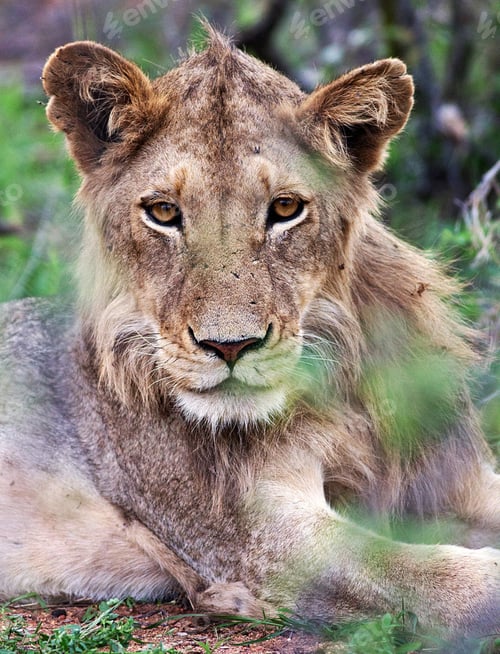 Preview: A Beautiful South Africa Wildlife Place in the World in Picture