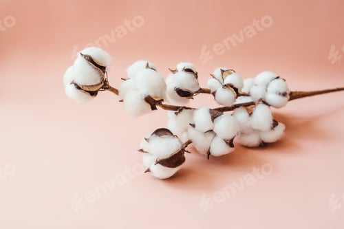 Preview: Cotton branch on pink background. Delicate white cotton flowers. Front view, copy space. Minimalism