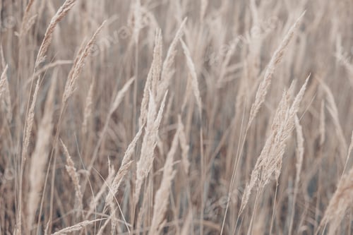 Preview: Pampas grass in autumn. Natural background. Dry beige reed. Pastel neutral colors. Selective focus.