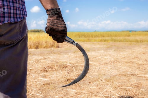 Preview: Farmers holding a sickle on field