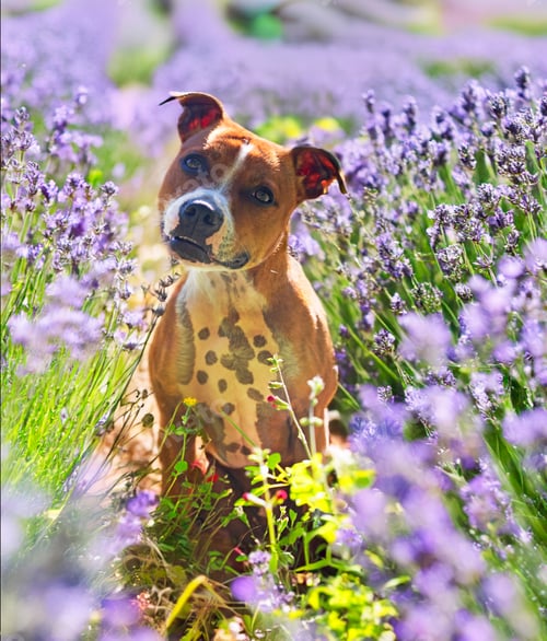 Preview: staffordshire bull terrier