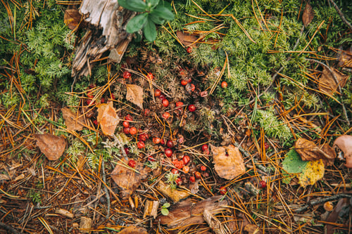 Preview: Bear Scat And Undigested Cranberries In It On Ground In Autumn Forest. Belarus Or European Part Of
