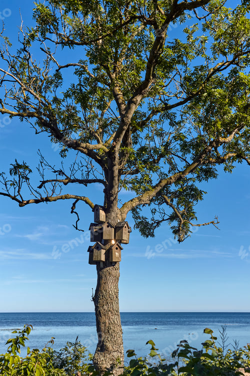 Preview: Beautiful shot of birdhouses on a tree of Baltic sea coast in Nexo, Bornholm island, Denmark