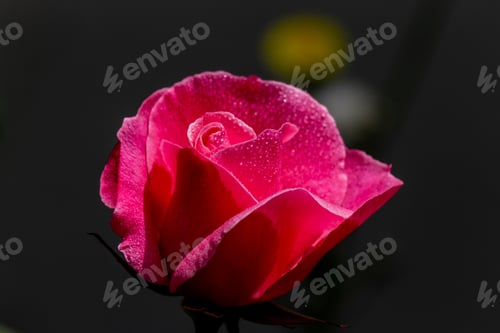 Preview: Vibrant pink flower covered in glistening water droplets