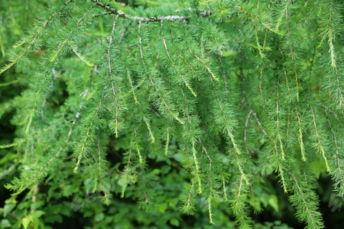 Preview: Larch tree branch