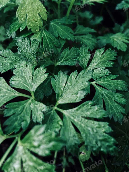 Preview: Greenery after rain. Natural background. Potherb. Green parsley