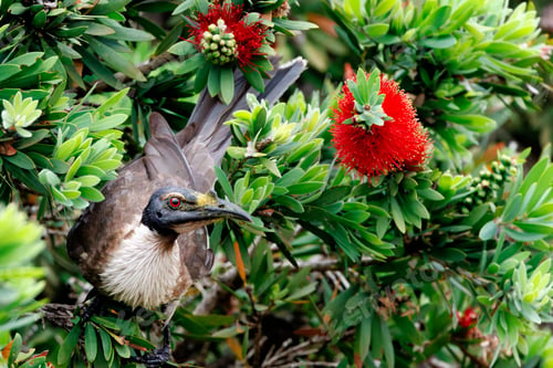 Preview: Striking bird perched among vibrant green foliage and red flowers