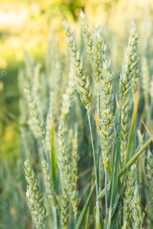 Preview: Green wheat growing in the summer field in sunny day. Agriculture scene