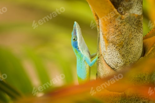 Preview: Lizard
