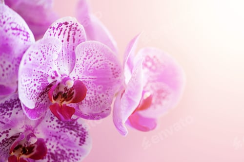 Preview: Violet orchid on pink background. Banner with copy space. Spring, woman day concept. Light bokeh