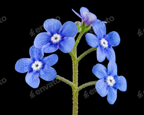 Preview: Blue flowers of brunnera, forget-me-not, myosotis, isolated on black background