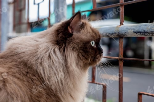 Preview: Persian cat sitting on chair and look straight alone motion.