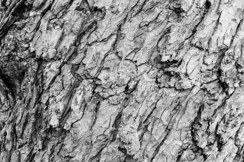 Preview: Tree Texture