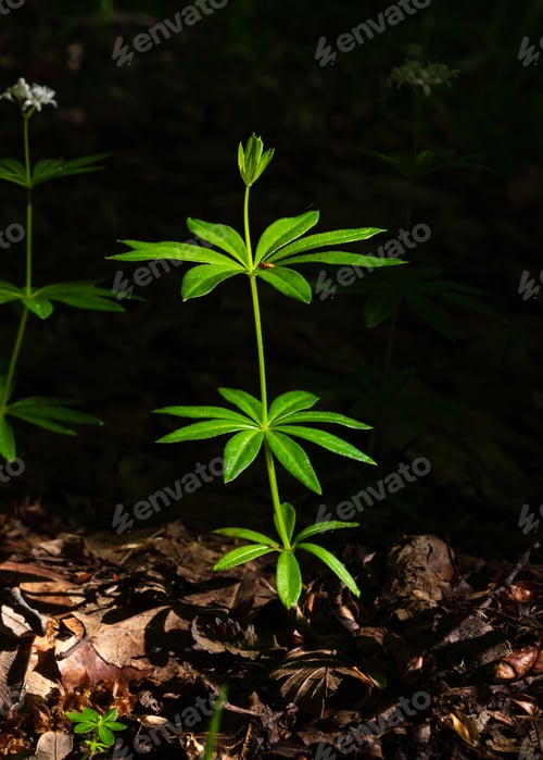 Preview: Galium odoratum forest fragrant flowers