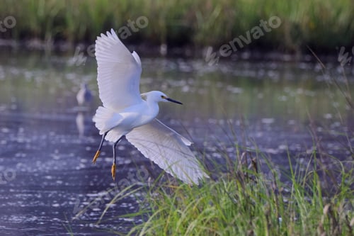 Preview: Snowy egret flapping wings on icy water surface