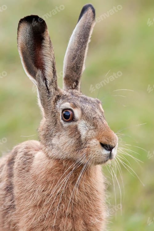 Preview: Hare in the wild, a portrait
