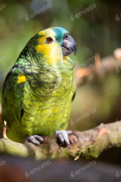 Preview: Parrot portrait of bird. Wildlife scene from tropic nature.