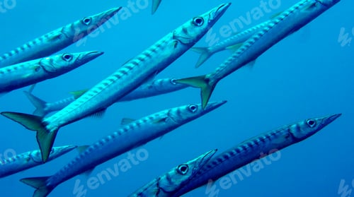 Preview: Barracuda, Cabo Cope Puntas del Calnegre Regional Park, Spain