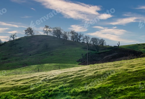 Preview: Green hill with a tree-covered summit and lush grassy terrain below. Oregon, USA