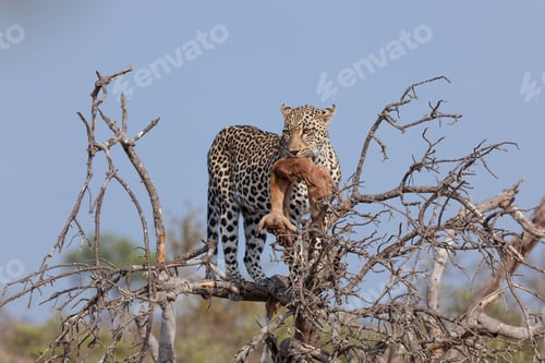 Preview: A leopard, Panthera pardus, with prey