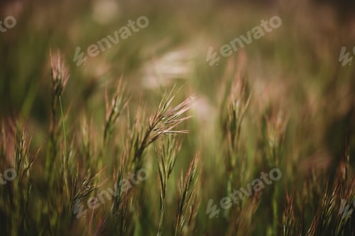 Preview: Grass close-up in a field on nature. Colorful artistic image, free copy space