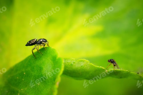 Preview: Closeup of insects on green leaves in a field under the sunlight with a blurry background