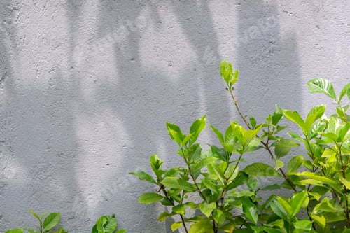 Preview: Concrete wall with shadows and leaves on a sunny day.