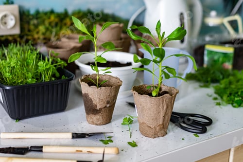 Preview: home gardening seasonal planting flowers at home in peat pots, gardening tools and scissors