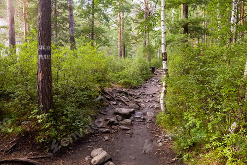 Preview: A path in a forest on a summer day. Soft sunlight