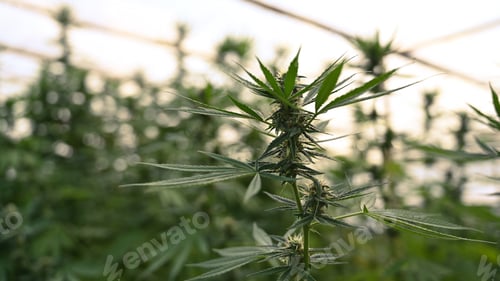 Preview: Concept of herbal alternative medicine, cbd oil, pharmaceutical industry.